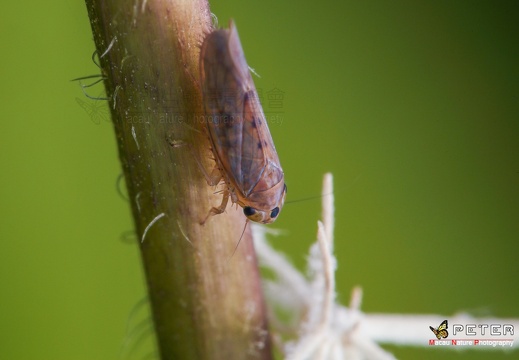 蟬、蚜蟲（待分類）