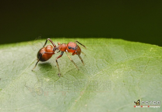台灣蟻蛛