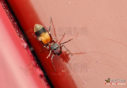 擬台灣蟻蛛