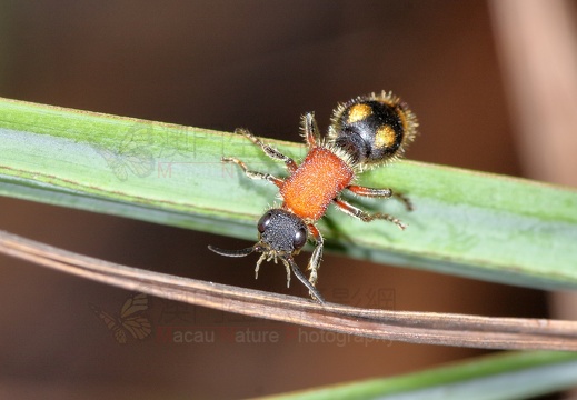 膜翅目 - 蜂、蟻